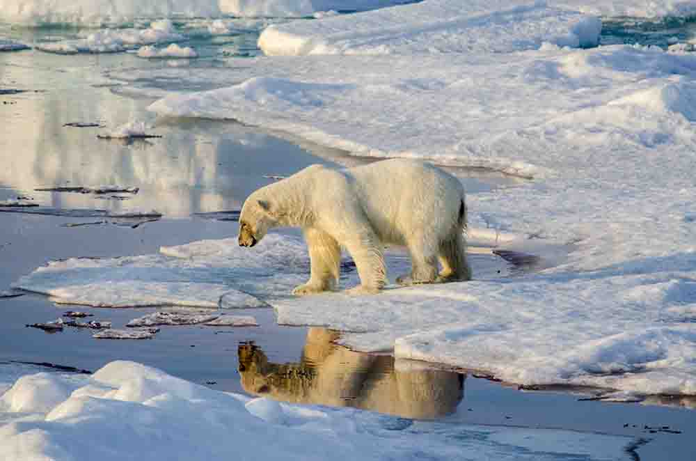 Oso Polar - islas Svalbard - Noruega 25.jpg